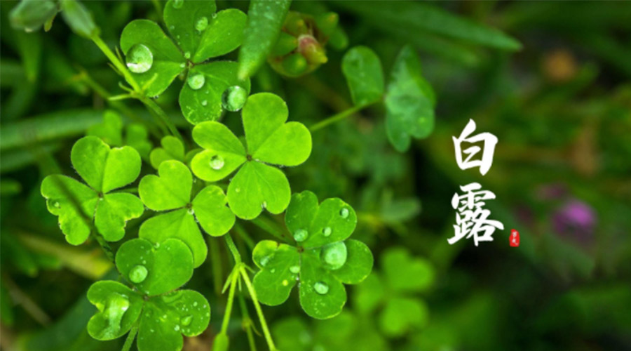 白露時節(jié)！ 金環(huán)電器提醒大家要注意這些事項